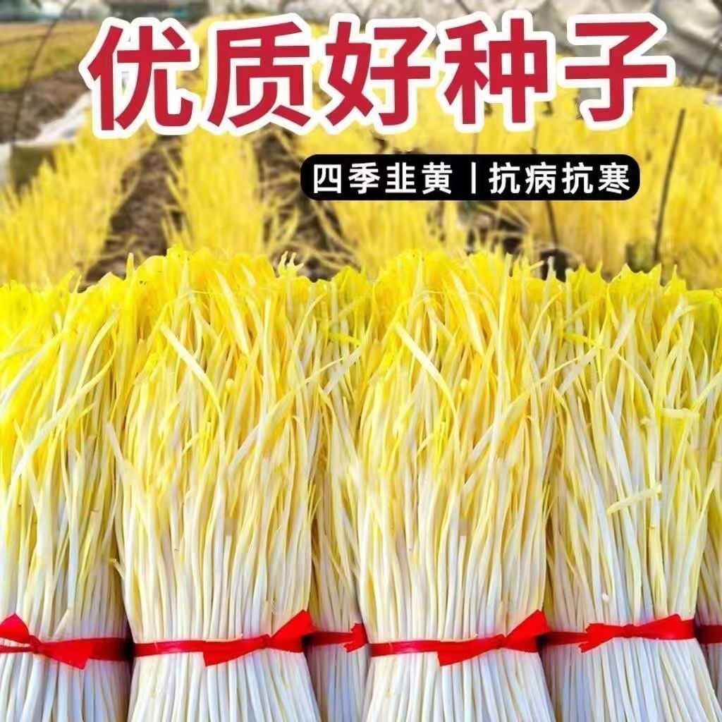 四季韭黄种子黄金杆韭菜籽早熟高产抗寒早春农家四季种植蔬菜种子