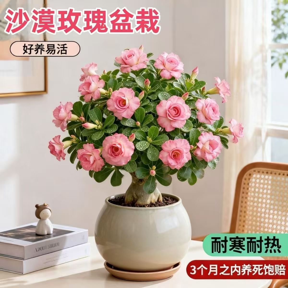 重瓣沙漠玫瑰盆栽多年生耐旱耐热花卉绿植阳台庭院种植四季好养活