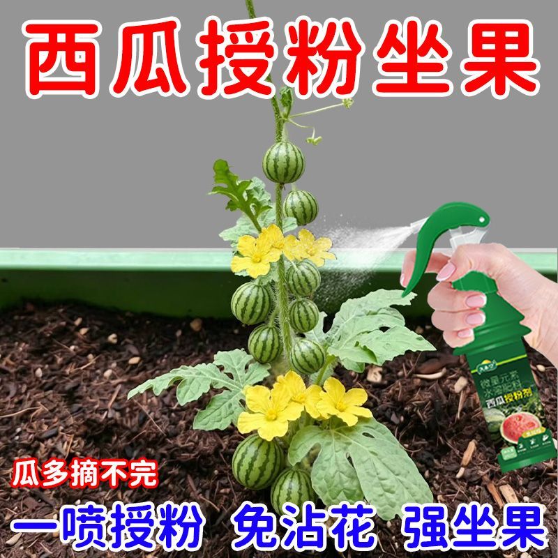 西瓜授粉剂点花免沾花授粉坐果精保花保果素防落防畸叶面肥 图片 3