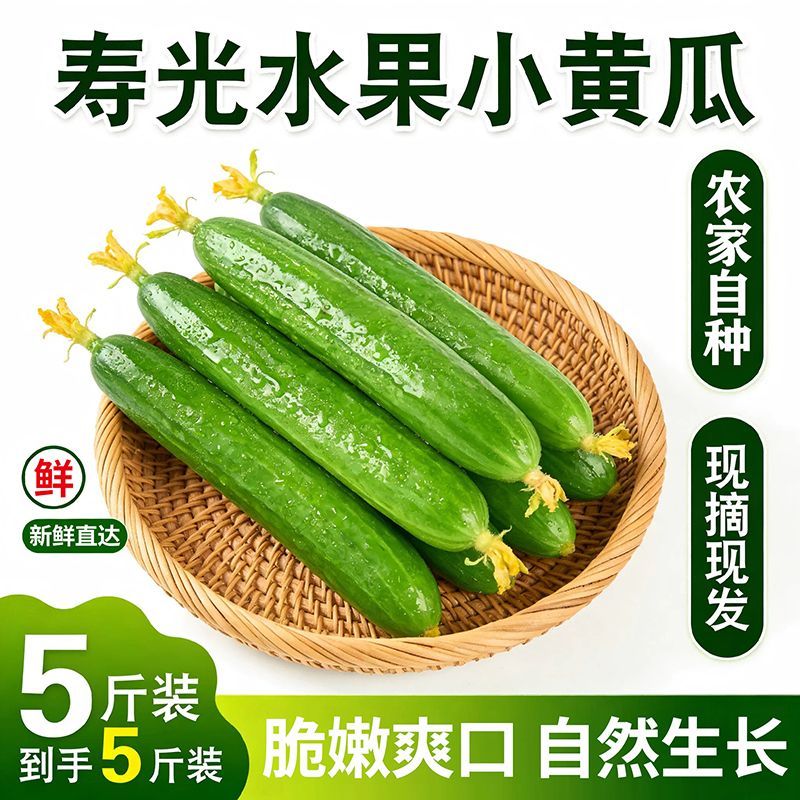 水果黄瓜正宗寿光应季水果黄瓜即食小黄瓜孕妇水果无刺小黄瓜整箱