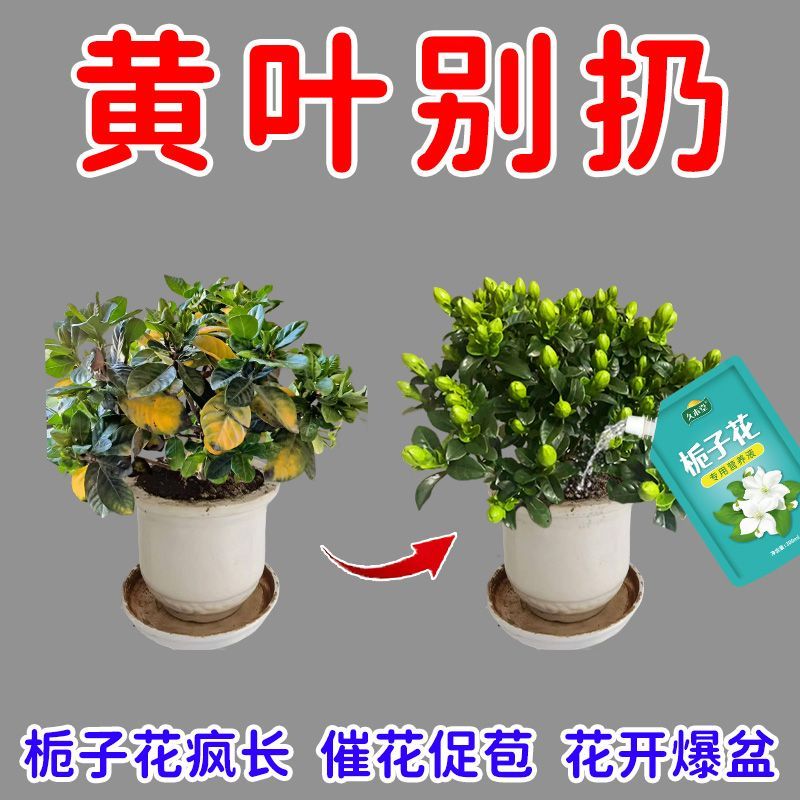 爆花苞栀子花专用营养液催芽促开花防黄叶烂根不掉花苞肥料