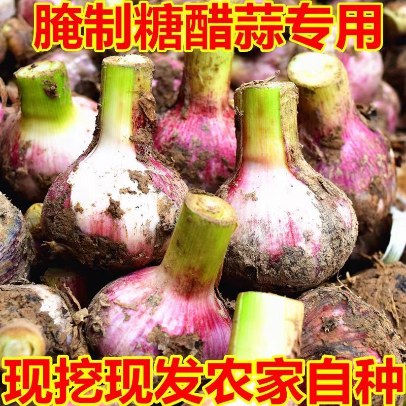 新鲜紫皮大蒜5斤大果 12.9元 - 线报酷