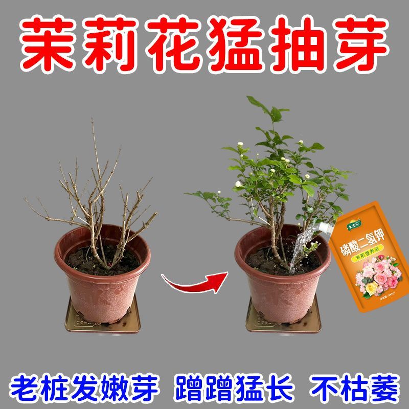 爆花苞茉莉花营养液干枯黄叶催发芽开花盆栽茉莉花肥料专用肥