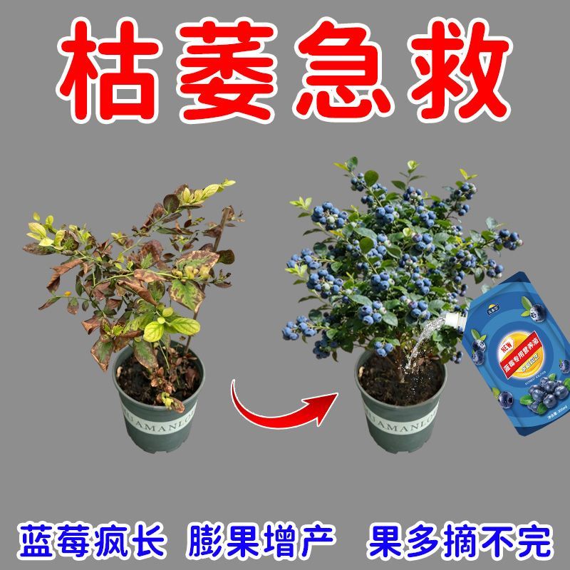 高效】蓝莓营养液促果防黄叶促发芽专用肥家用生长期挂果增甜氮肥 图片 3