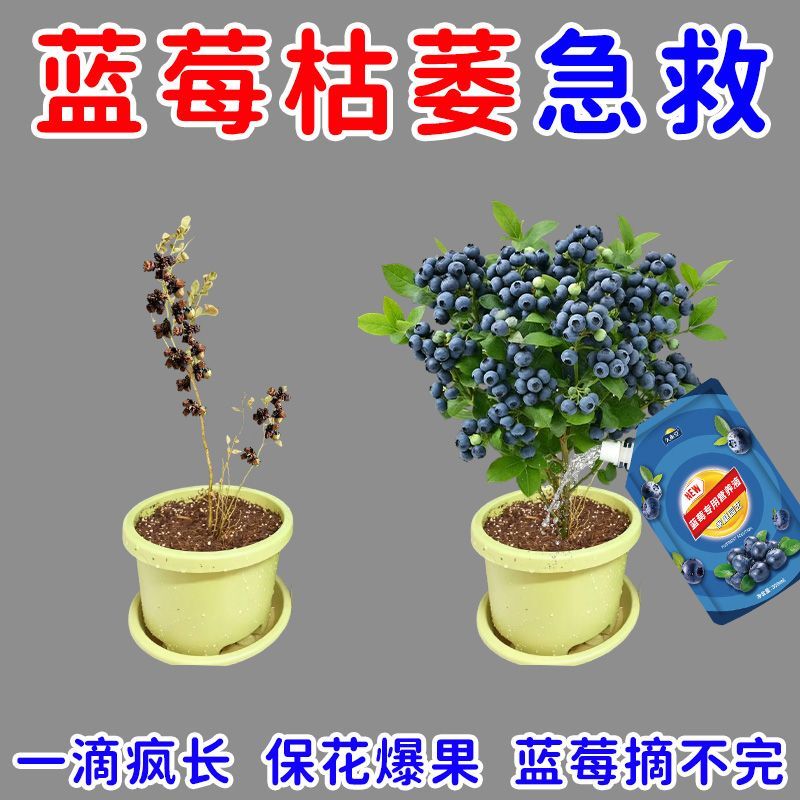 高效】蓝莓营养液促果防黄叶促发芽专用肥家用生长期挂果增甜氮肥 图片 2