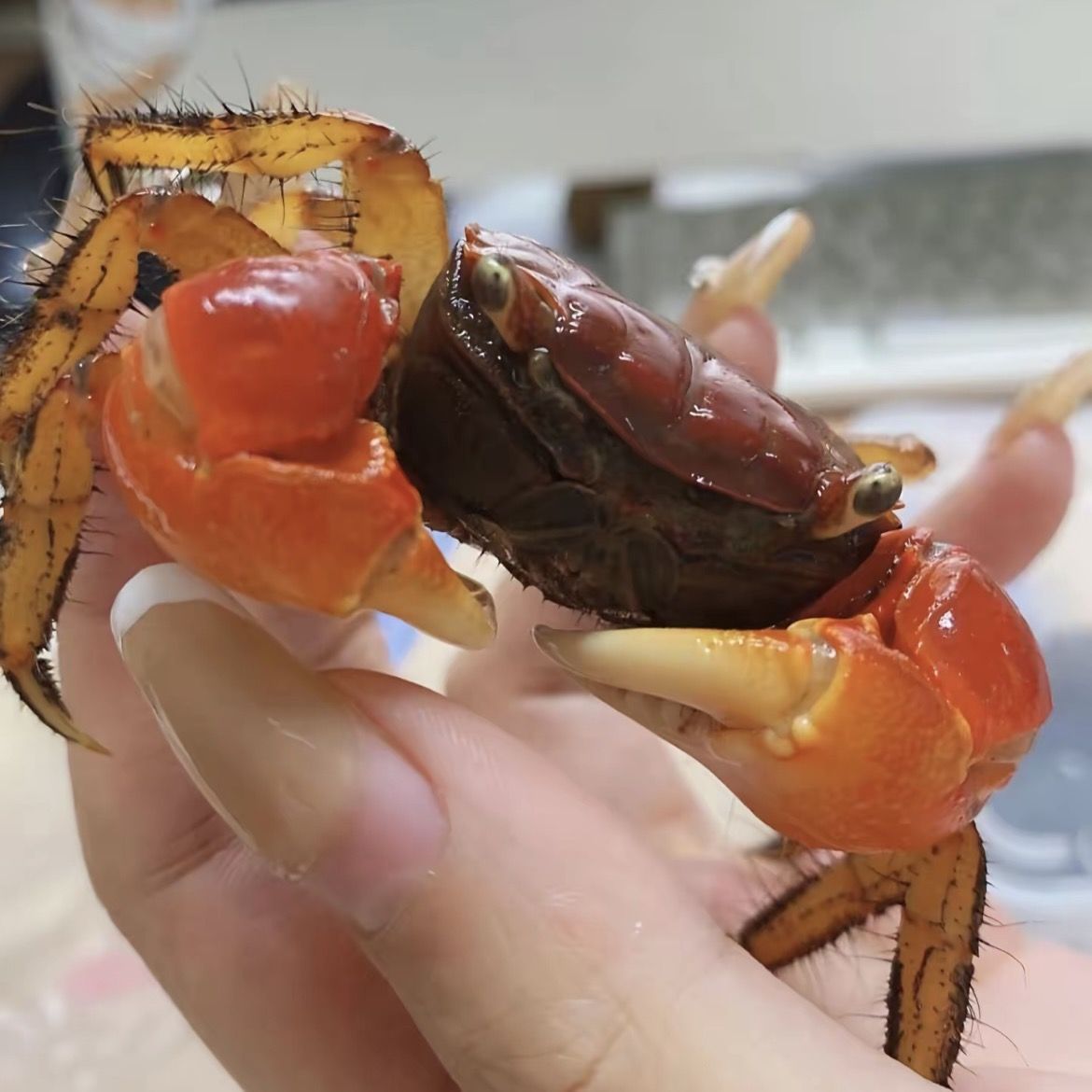 迷你辣椒相手蟹红鳌淡水观赏鱼缸除藻批发泰国螃蟹宠物发财摆摊 图片 7