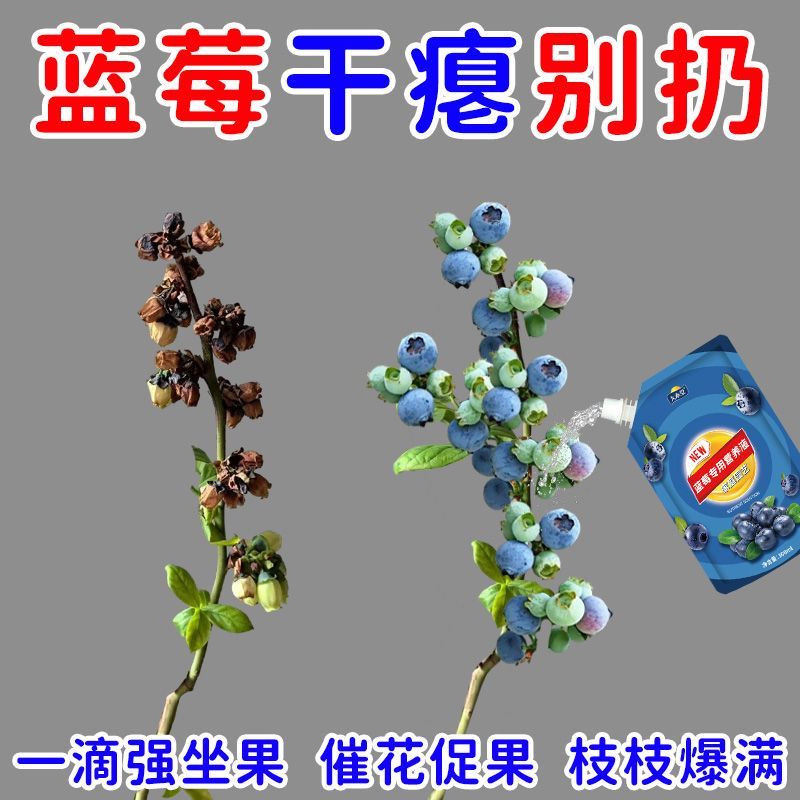 高效蓝莓营养液促果防黄叶促发芽专用肥家用生长期挂果增甜氮肥