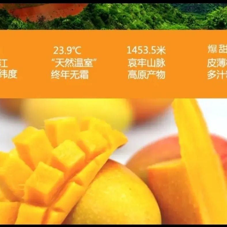 【爆甜】百色贵妃芒果大果应季新鲜水果当季薄皮甜心芒红金龙批发 图片 8