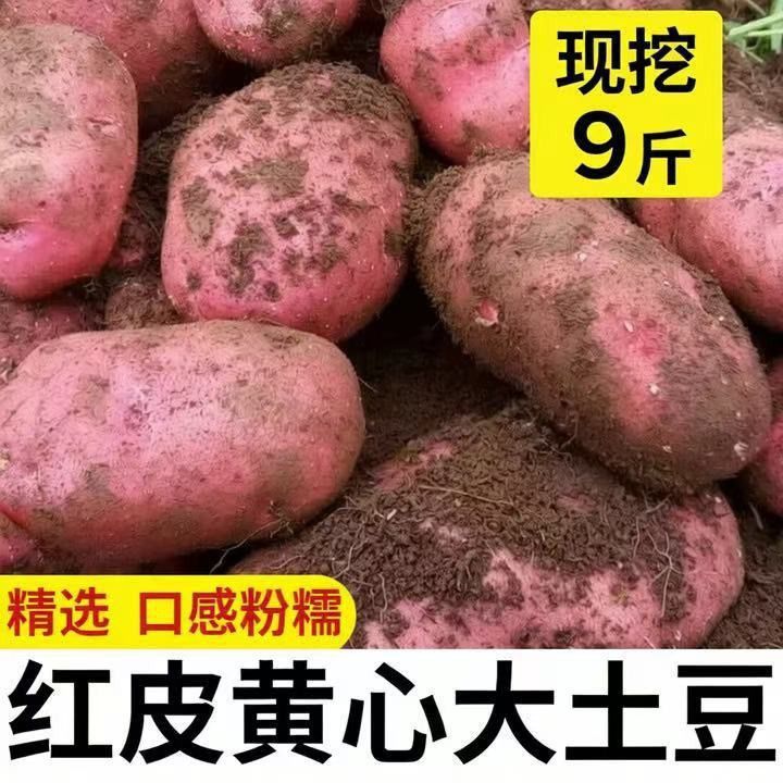 2026正宗云南红皮土豆现挖农家黄心洋芋马铃薯新鲜蔬菜批发