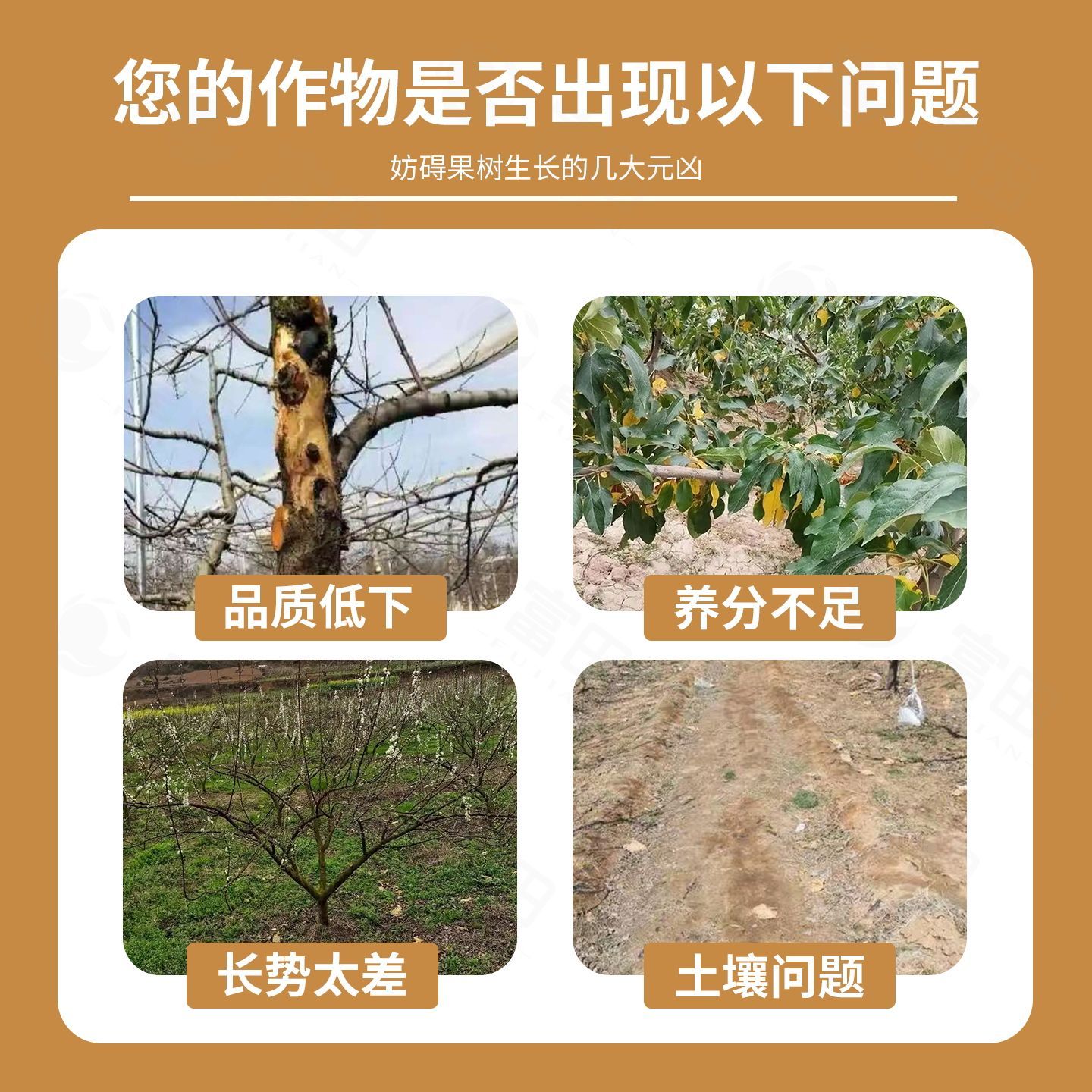 富田果树膨大宝果树种植专用防裂防落果实膨大着色增甜水溶肥料 图片 2