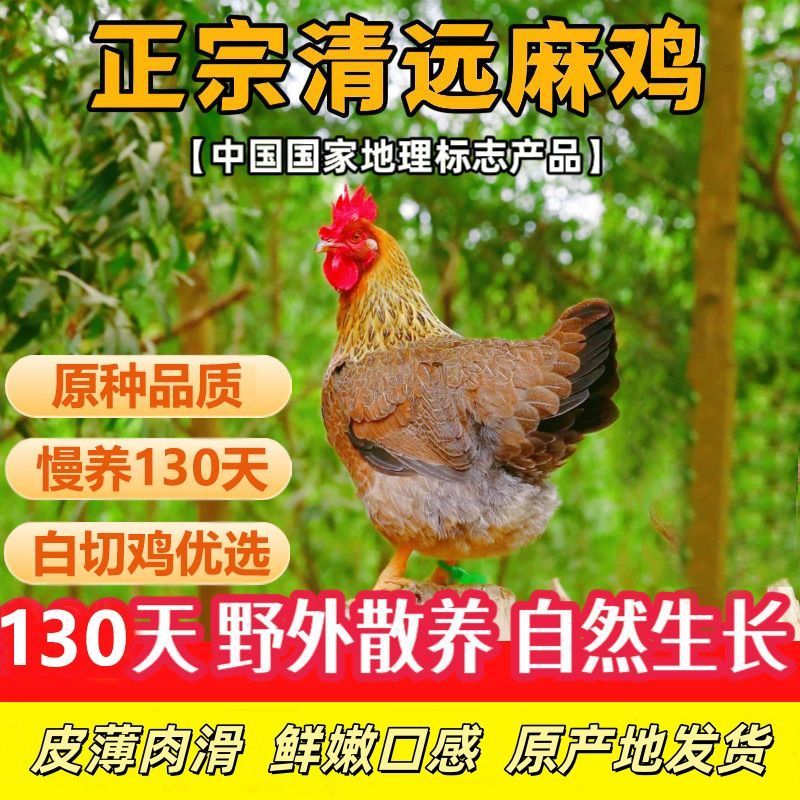 [杀好生鸡]广东正宗清远鸡走地鸡散养土鸡现杀新鲜母鸡走地鸡整鸡