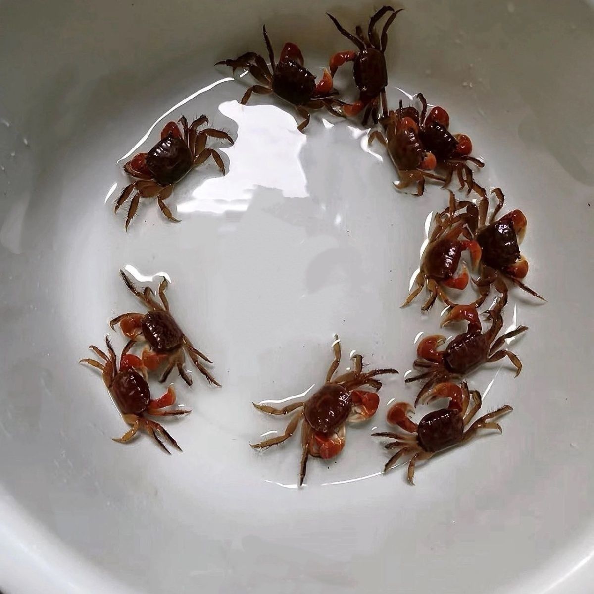 相手相守便宜批发螃蟹迷你观赏辣椒淡水恶魔宠物泰国发财鲜活摆摊 图片 10