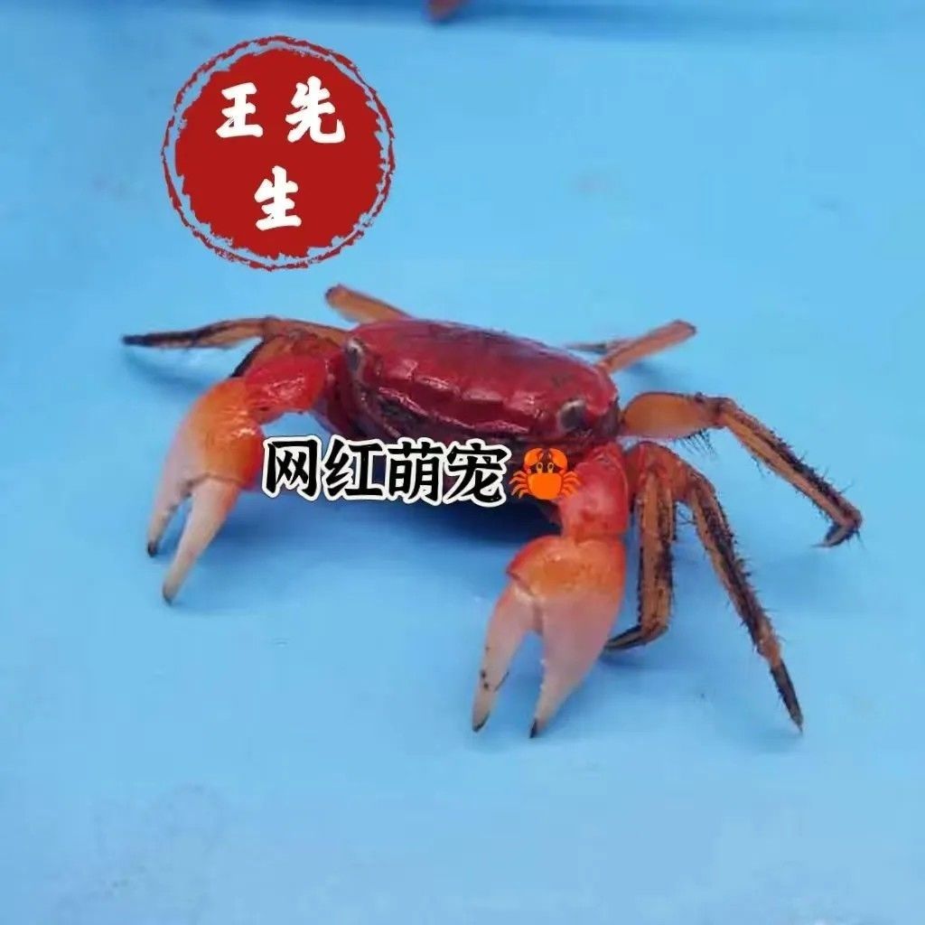 相手相守便宜批发螃蟹迷你观赏辣椒淡水恶魔宠物泰国发财鲜活摆摊 图片 5