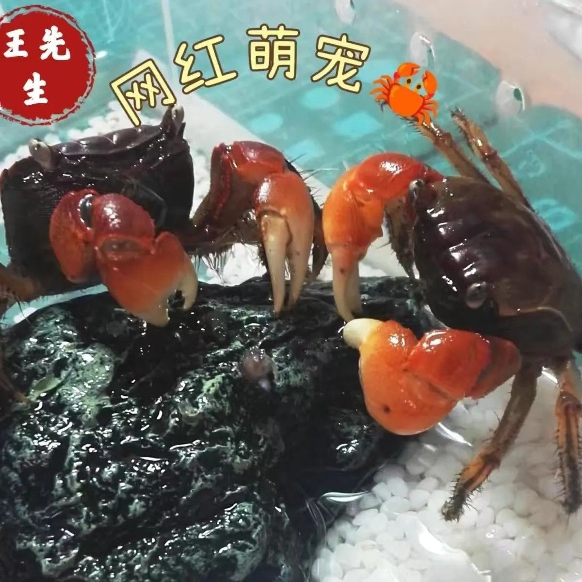 相手相守便宜批发螃蟹迷你观赏辣椒淡水恶魔宠物泰国发财鲜活摆摊 图片 3