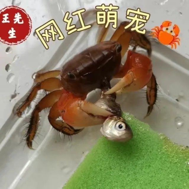 相手相守便宜批发螃蟹迷你观赏辣椒淡水恶魔宠物泰国发财鲜活摆摊 图片 7