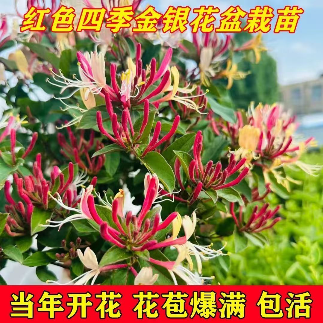 四季五彩金银花原盆原土发货盆栽地栽香味浓郁泡茶食用南北方种植 图片 2