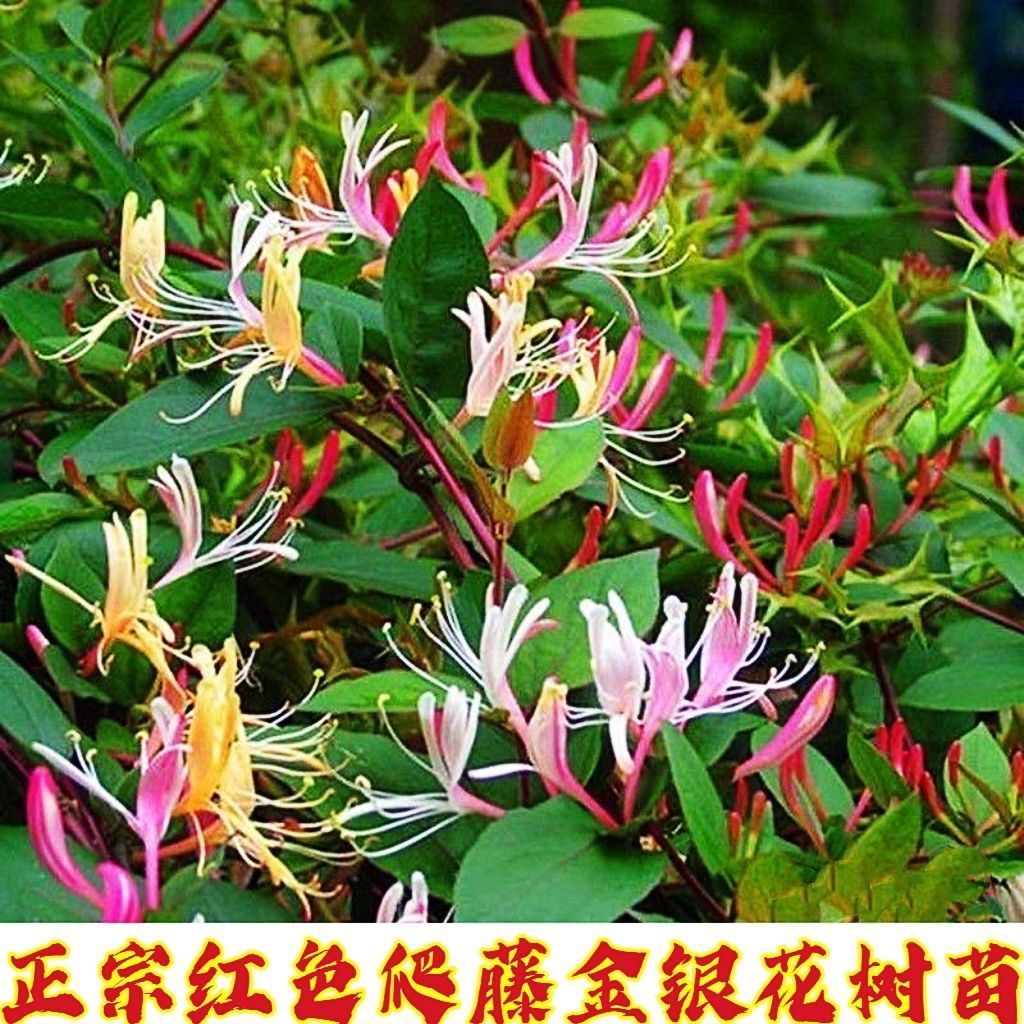 四季五彩金银花原盆原土发货盆栽地栽香味浓郁泡茶食用南北方种植 图片 9