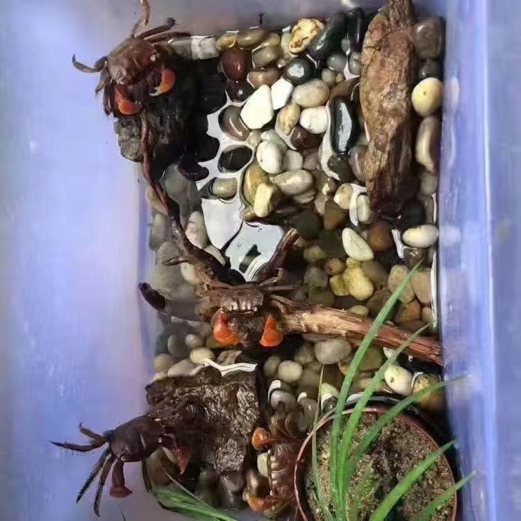 相手相守便宜批发螃蟹迷你观赏辣椒淡水恶魔宠物泰国发财鲜活摆摊 图片 9