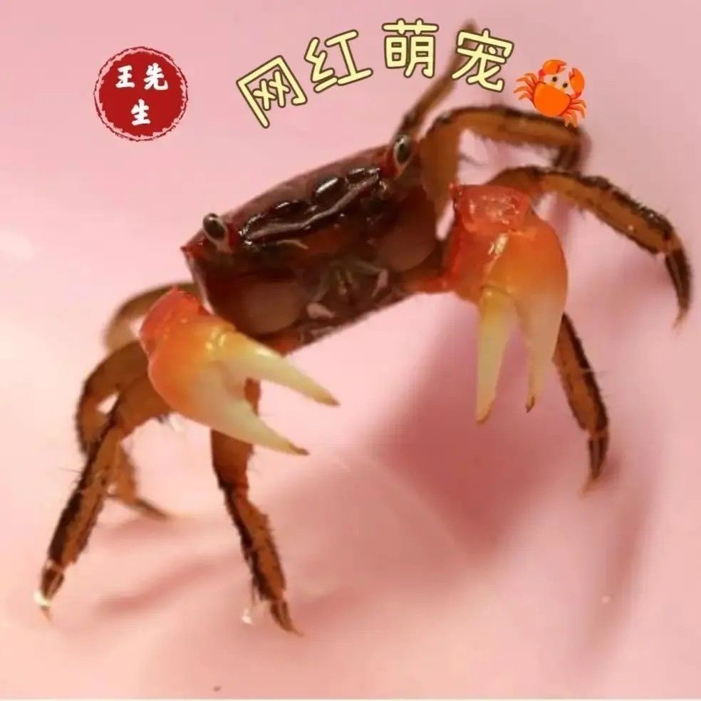 相手相守便宜批发螃蟹迷你观赏辣椒淡水恶魔宠物泰国发财鲜活摆摊 图片 8