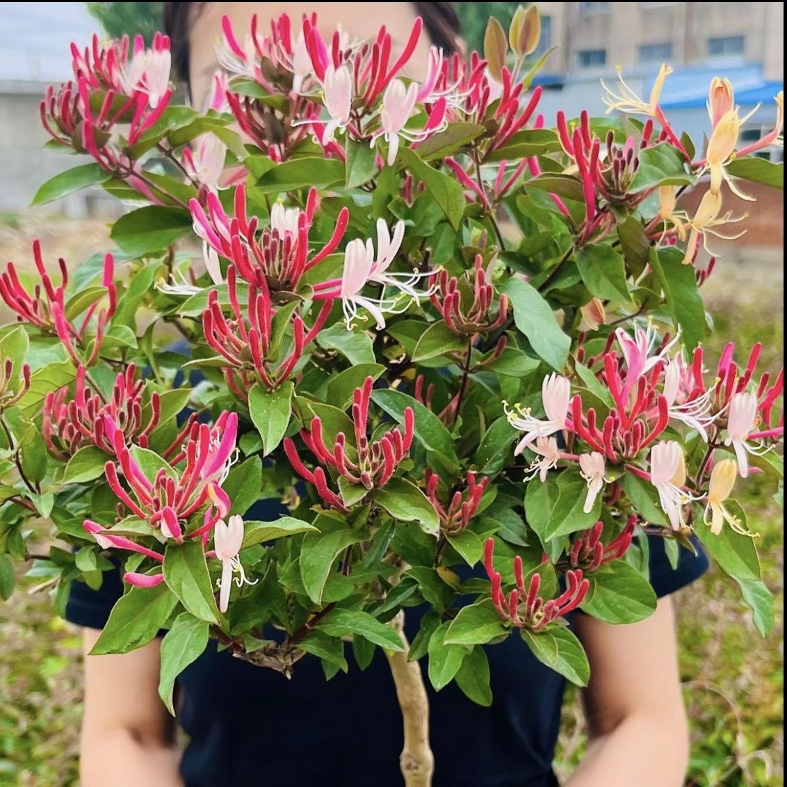 四季五彩金银花原盆原土发货盆栽地栽香味浓郁泡茶食用南北方种植 图片 10
