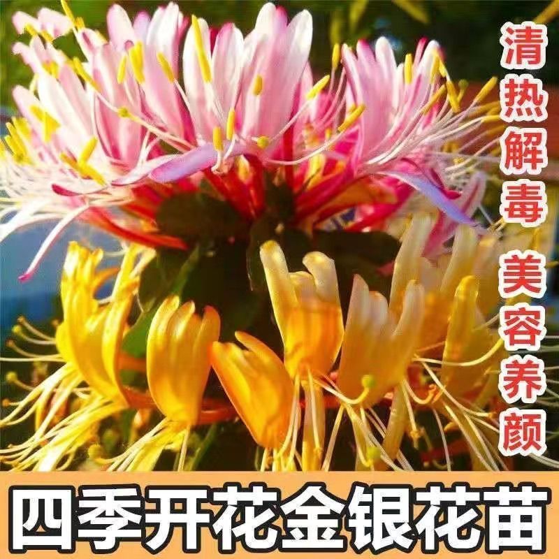 四季五彩金银花原盆原土发货盆栽地栽香味浓郁泡茶食用南北方种植 图片 8