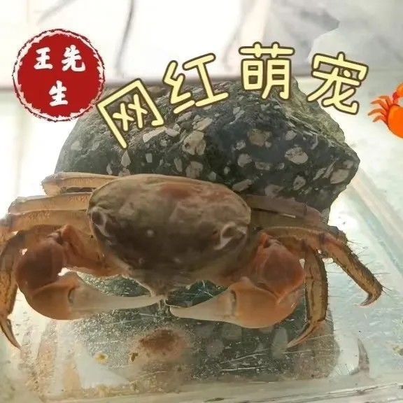 相手相守便宜批发螃蟹迷你观赏辣椒淡水恶魔宠物泰国发财鲜活摆摊 图片 1