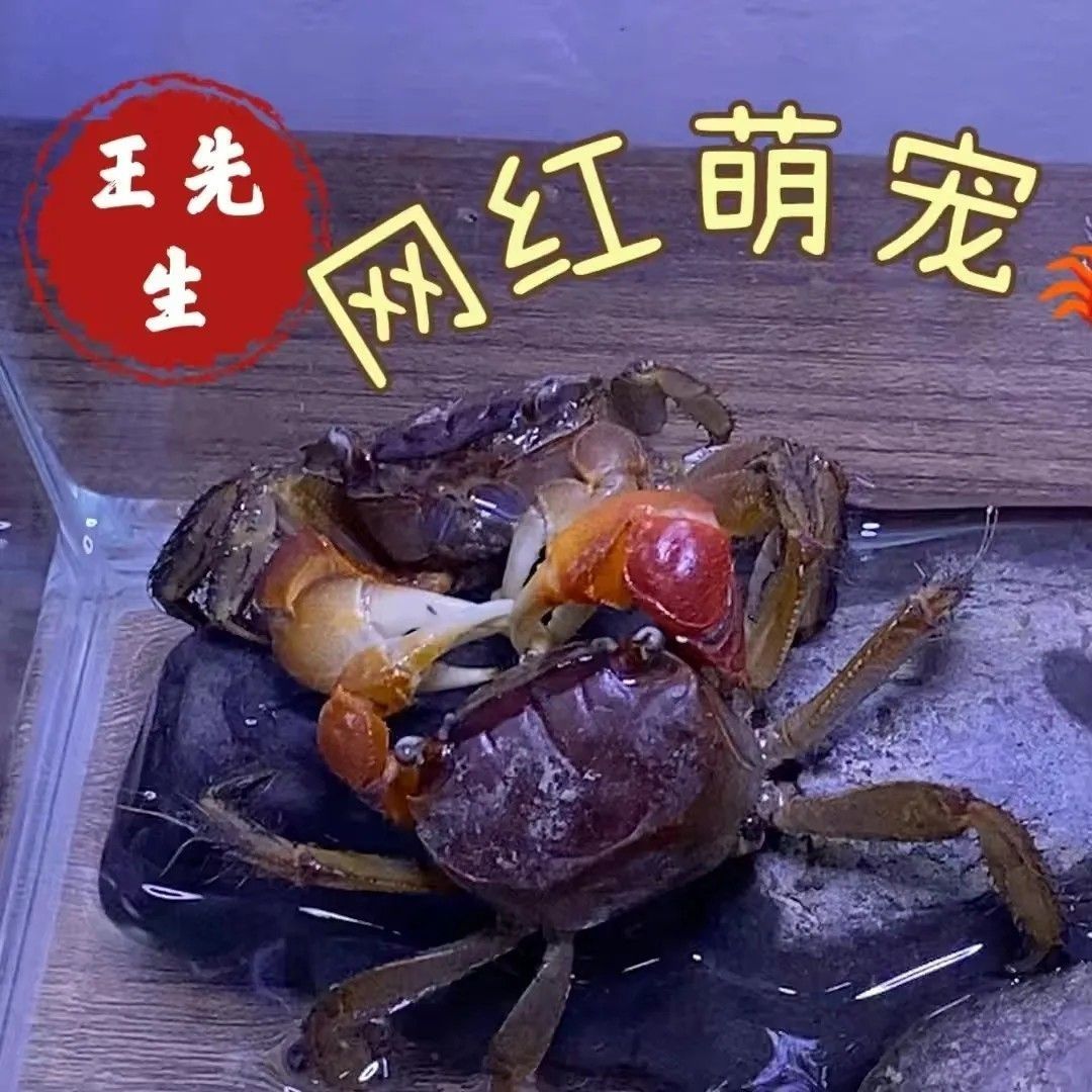 相手相守便宜批发螃蟹迷你观赏辣椒淡水恶魔宠物泰国发财鲜活摆摊 图片 6