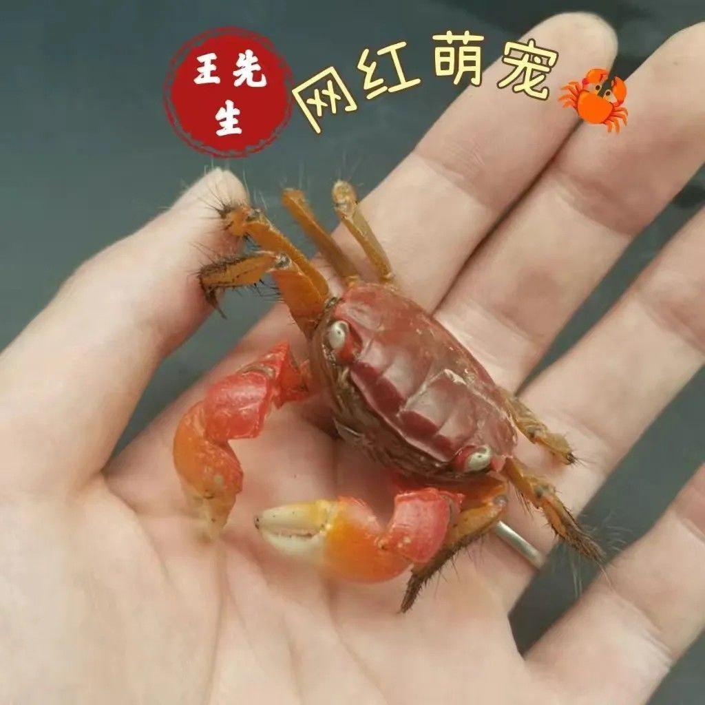 相手相守便宜批发螃蟹迷你观赏辣椒淡水恶魔宠物泰国发财鲜活摆摊 图片 4