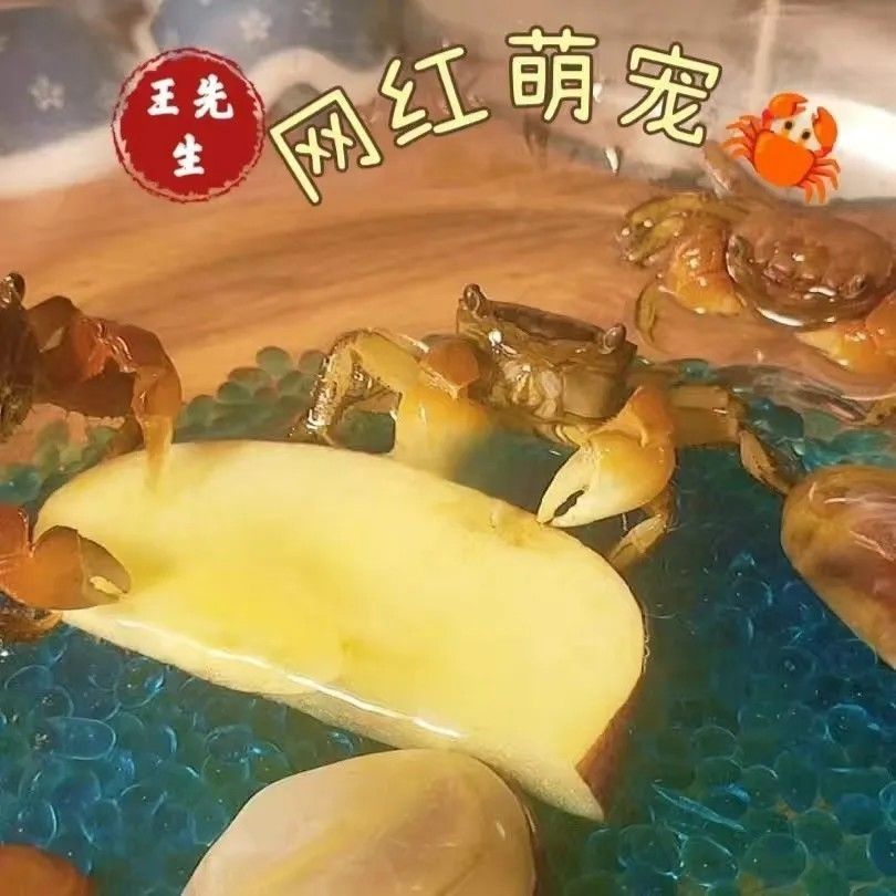 相手相守便宜批发螃蟹迷你观赏辣椒淡水恶魔宠物泰国发财鲜活摆摊 图片 2