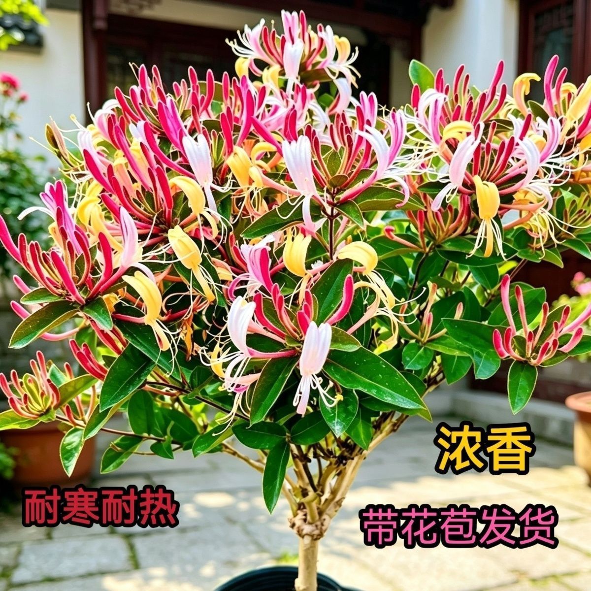 四季五彩金银花原盆原土发货盆栽地栽香味浓郁泡茶食用南北方种植