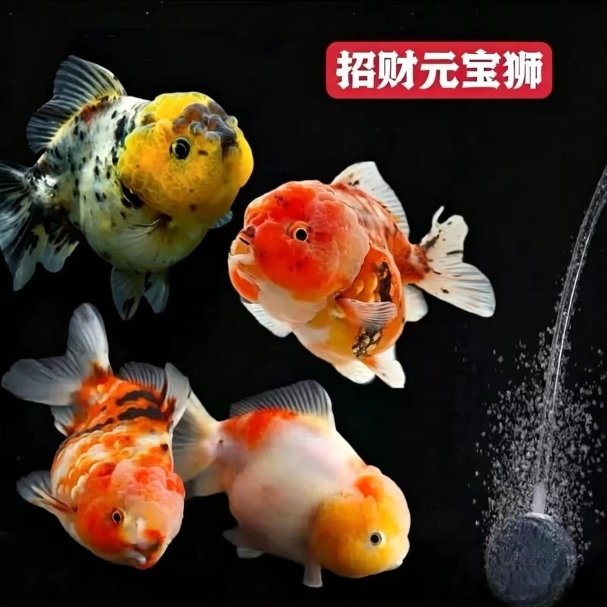 元宝金鱼观赏鱼娃娃脸幼体淡水泰狮花狮冷水大肚短尾好养狮子头