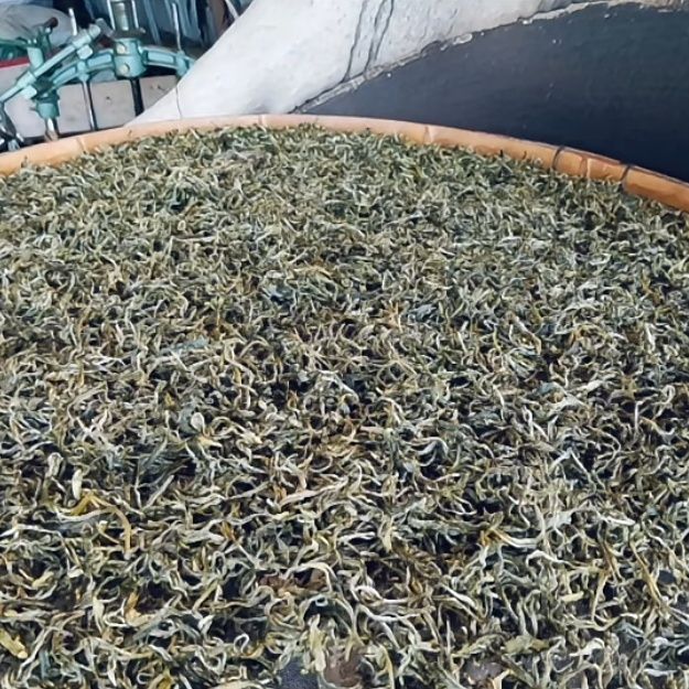 云南晒干熟普洱正宗普洱茶冬茶养生普洱绿茶散装普洱茶