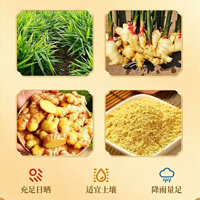 云南小黄姜粉独立包装干姜粉生姜粉老姜粉食用小包装特级纯姜粉 图片 7