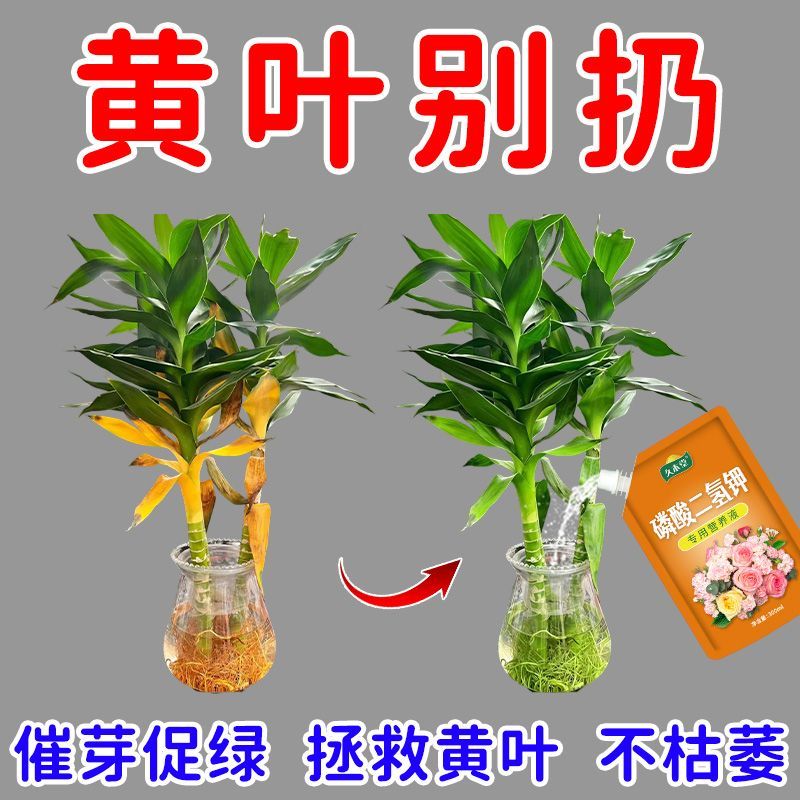 观音竹富贵竹水培营养液一喷绿防黄叶烂根腐烂枯萎生根水养通用