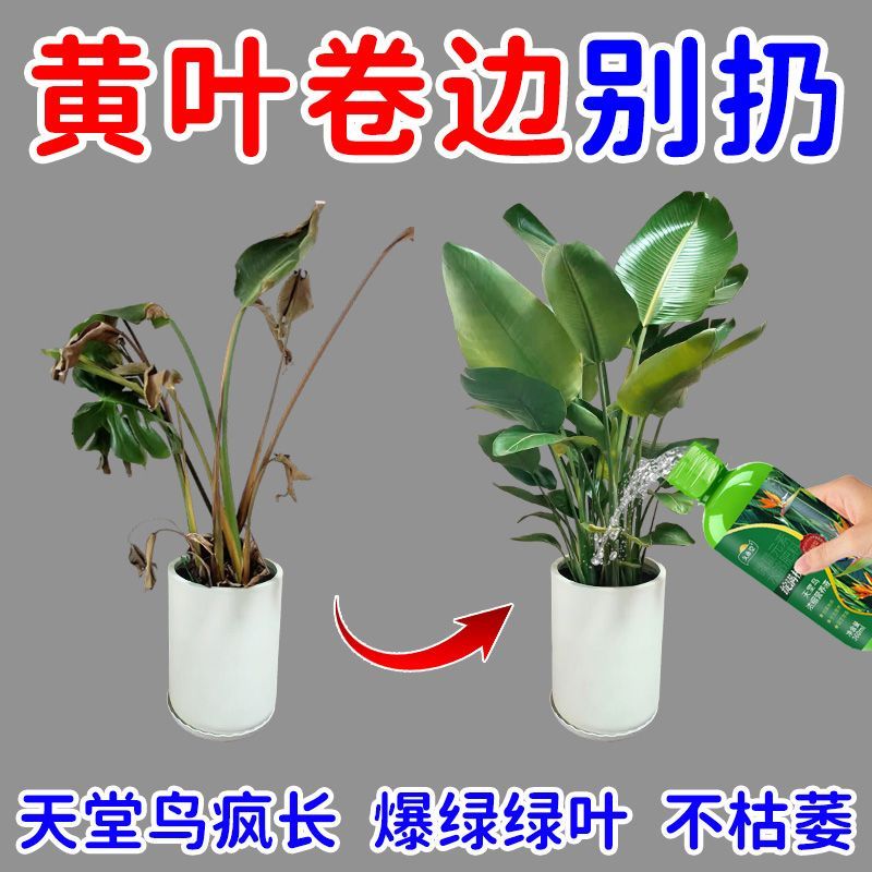 急救天堂鸟专用营养液急救黄叶裂叶卷边枯萎壮根促绿增绿专用肥