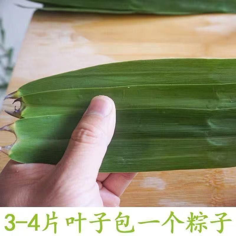 正宗新鲜芦苇叶 端午节包粽子 野生精品大粽叶 图片 5
