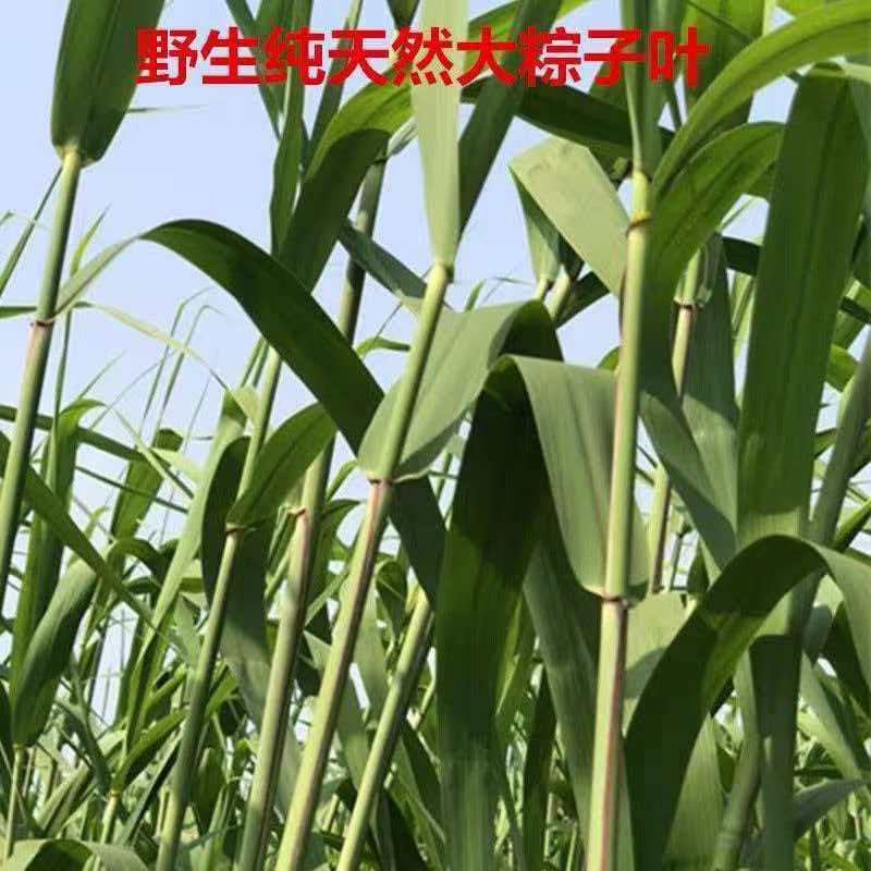 正宗新鲜芦苇叶 端午节包粽子 野生精品大粽叶 图片 3
