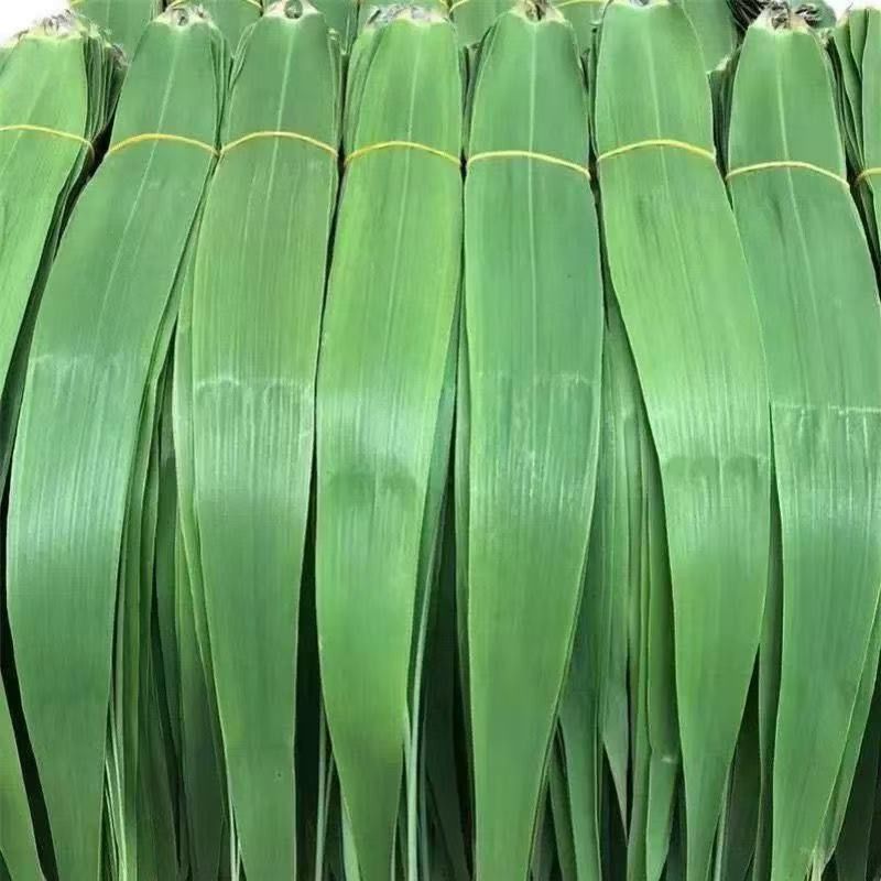 正宗新鲜芦苇叶 端午节包粽子 野生精品大粽叶