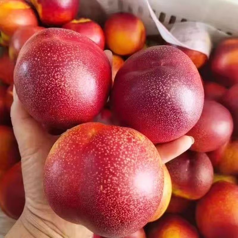 带箱5斤】山西黄肉油桃当季新鲜整箱黄心油桃脆甜桃子非水蜜批发 图片 10
