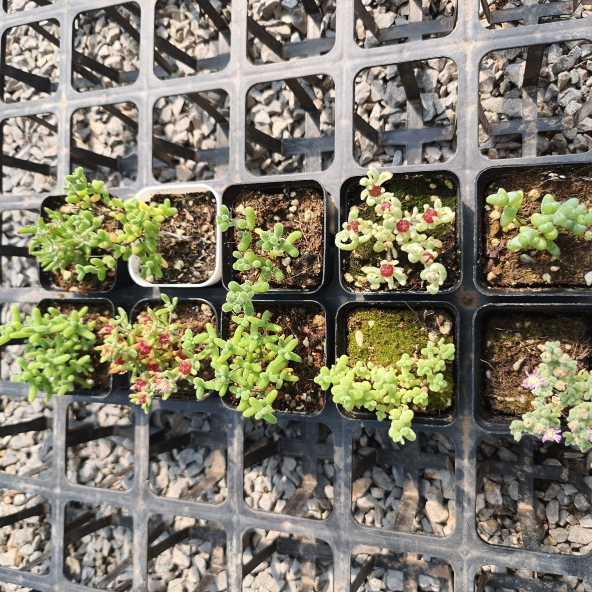 10盆枝干红宝石番杏群生冰晶米粒多肉新手花卉办公室植物盆栽糖球 图片 6