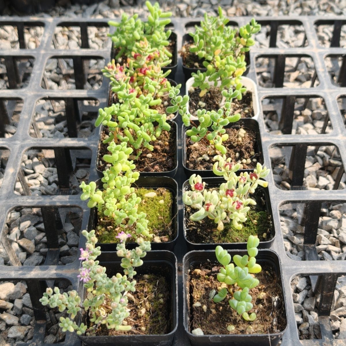 10盆枝干红宝石番杏群生冰晶米粒多肉新手花卉办公室植物盆栽糖球 图片 8