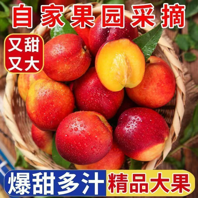 带箱5斤】山西黄肉油桃当季新鲜整箱黄心油桃脆甜桃子非水蜜批发 图片 5