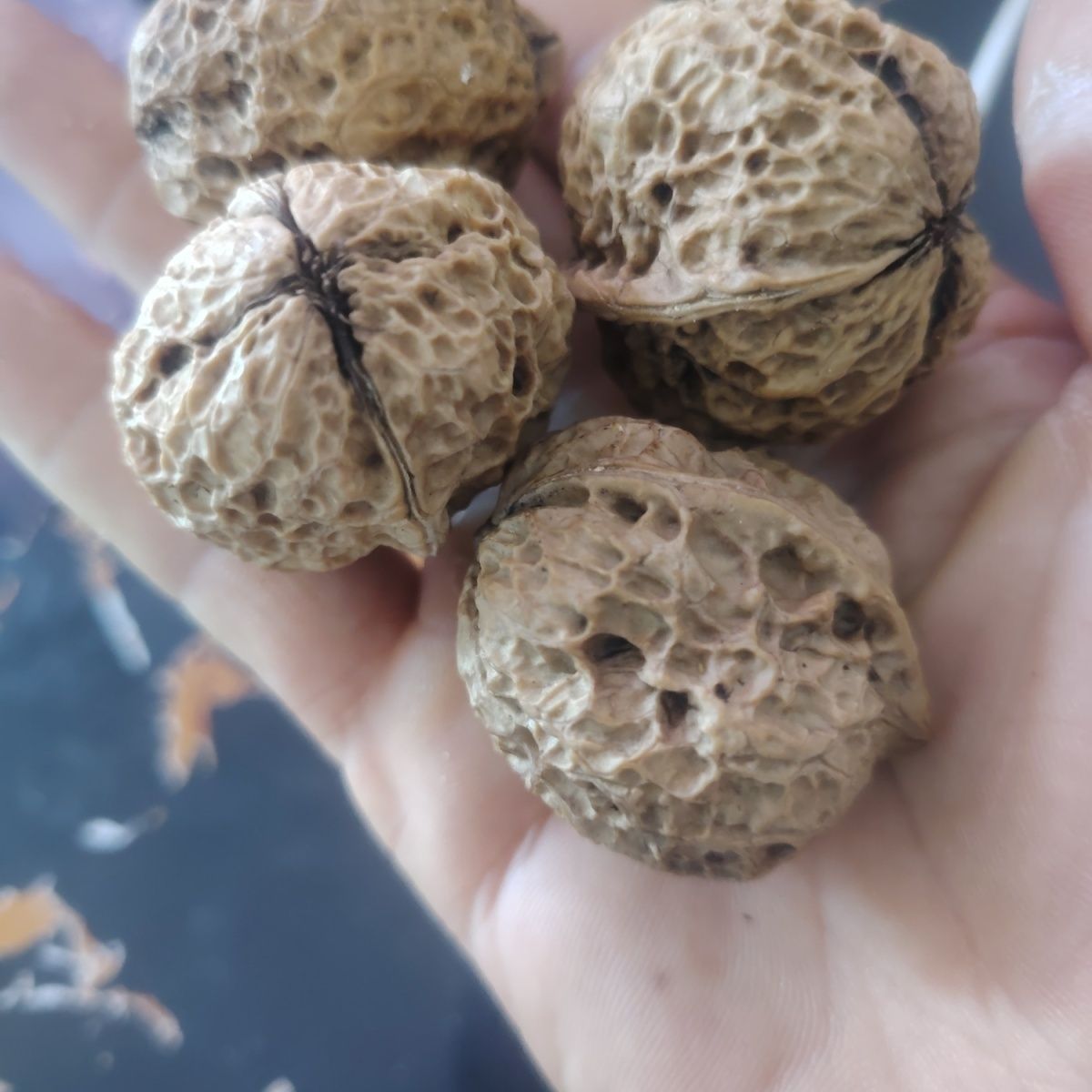 贵州新货2025老树核桃当季纸皮薄皮原味坚果儿童可吃不漂白无添加