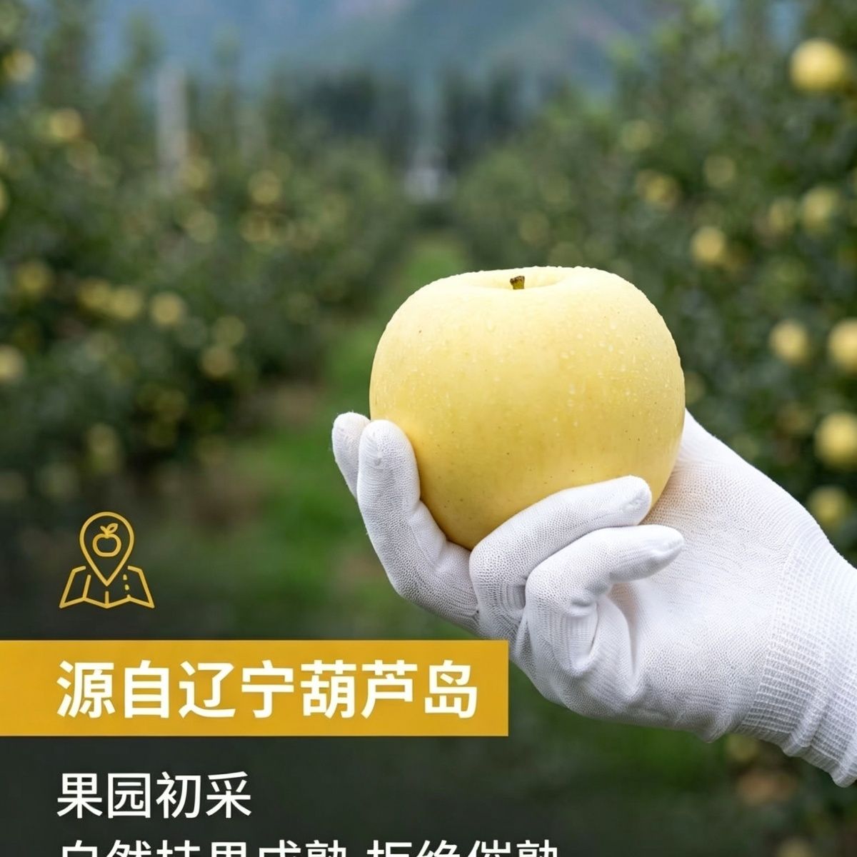 辽宁黄元帅苹果 酸甜脆水果 现摘黄金帅 果园直发粉面微酸黄香蕉 图片 2