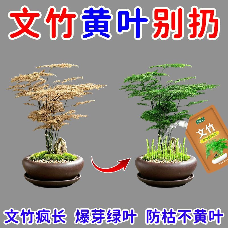 爆芽猛长文竹营养液专用肥治叶子发黄枯瘦干尖烂根落叶促生长