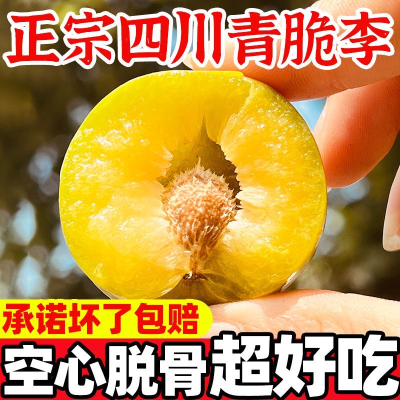 正宗脱骨李青脆李四川汶川空心巫山土李子孕妇水果蜂糖味冰糖李【6月20日发完】 图片 5
