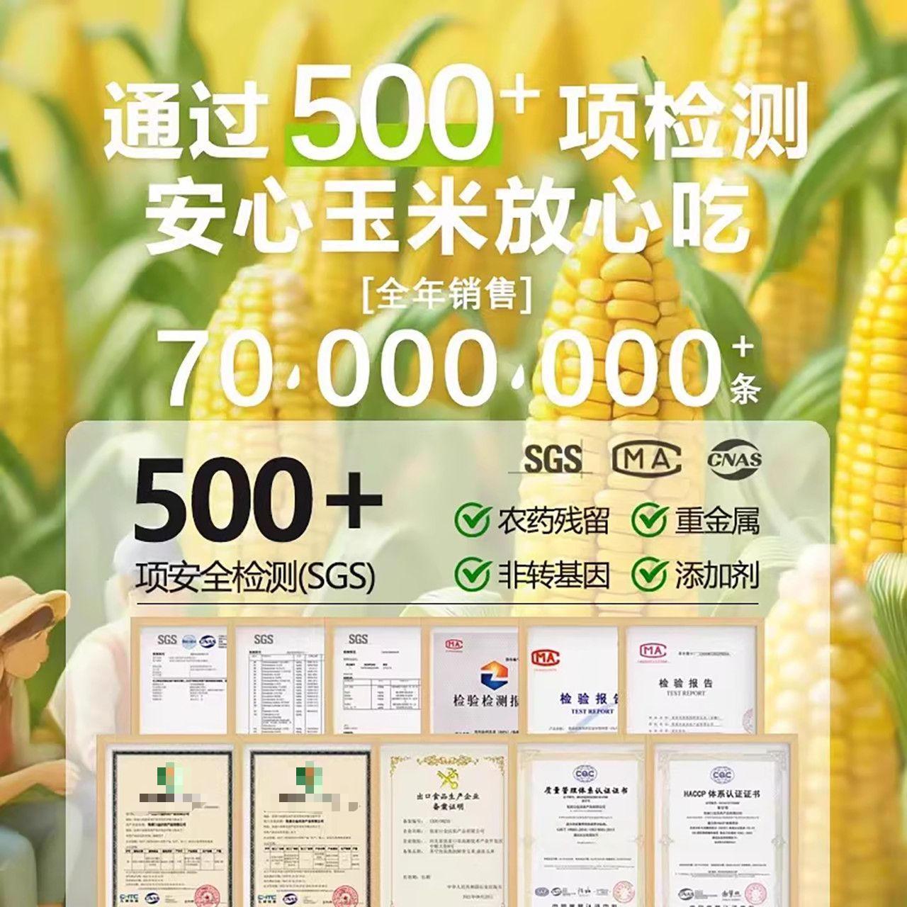 【免切段早餐】金沃瑞丰非转基因黄糯白糯玉米段均180g粗粮真空装 图片 9