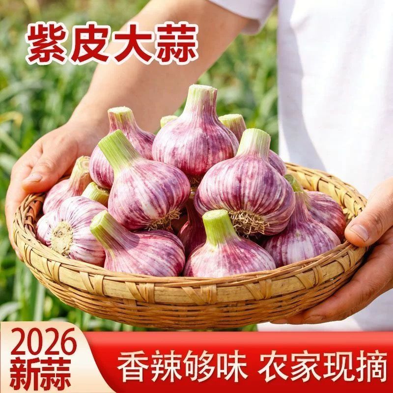 净重5斤新鲜大蒜2026正宗精选紫皮头茬挖现红皮糖醋鲜蒜批发