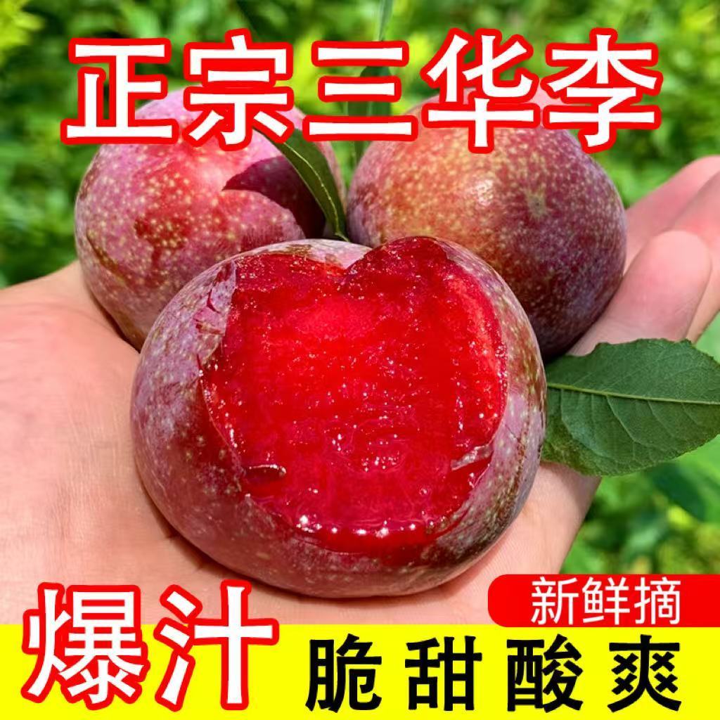 (爆款)新鲜现摘正宗三华李孕妇红心三华李当季水果特大果酸脆 图片 2