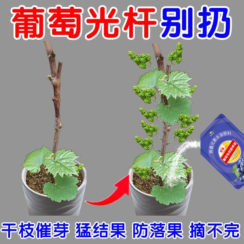 光杆激活葡萄营养液专用肥缓释肥有机微量元素葡萄催芽促果氮肥